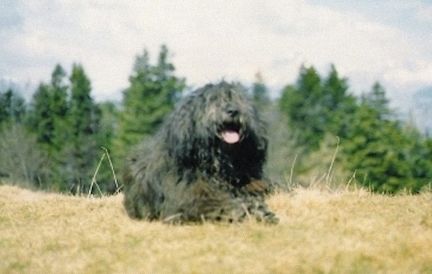 6b