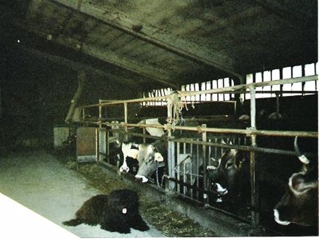 CORA DEL PIERVEZ Proprietario: Azienda Agricola Vaira Ivan