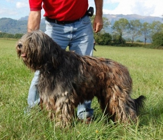 Tarel del Piervez con il CAC ottenuto all'Esposizione Internazionale di Varese del 30.10.2010 è Campione Italiano di Bellezza a soli 27 mesi ed 8 giorni di età (record per la sua razza). Tarel del Piervez all'esposizione nazionale di Crocetta del Montello del 11.07.2010 è 1° ECC. CAC BOB e BOG all'età di neanche 2 anni