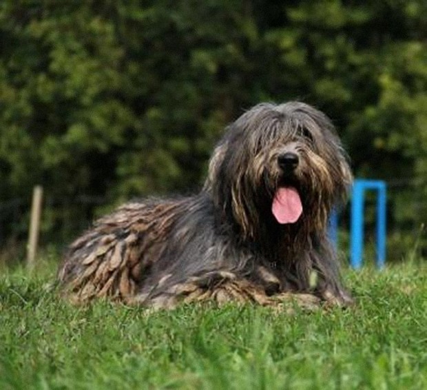TAREL DEL PIERVEZ detto ARGO CAMPIONE ITALIANO DI BELLEZZA BREVETTO DI RICERCA IN SUPERFICIE, SOGGETTO OPERATIVO PRESSO IL NUCLEO CINOFILO DA SOCCORSO "ARGO" SEZ. DI BERGAMO. PROPRIETARIO E CONDUTTORE: Bosio Bellarmino